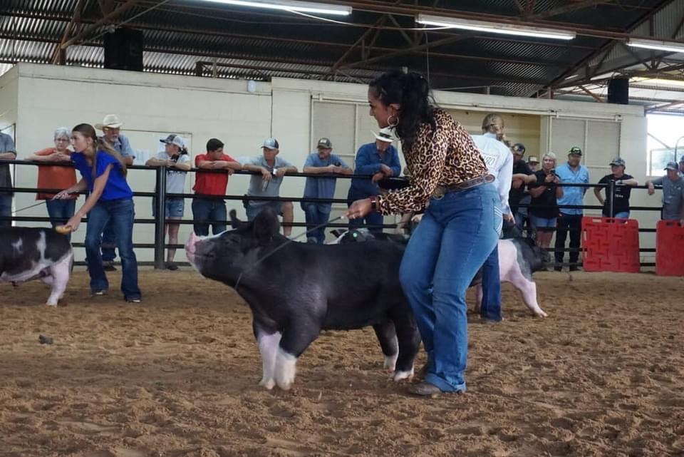 Sherlyn Mondragon shows her pig during the Falls County Youth Fair in Marlin. 